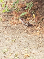 Passer domesticus