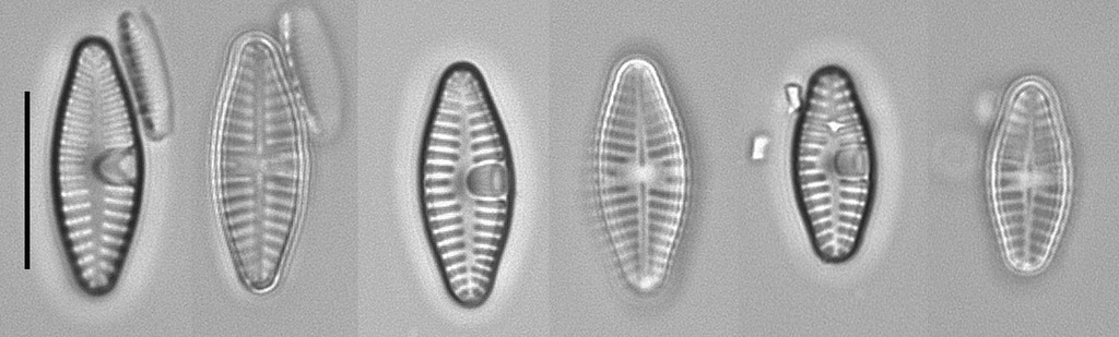 Planothidium frequentissimum