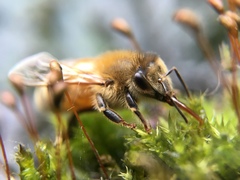 Apis mellifera