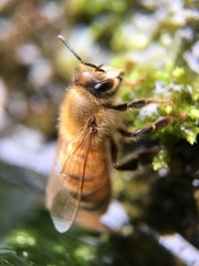 Apis mellifera
