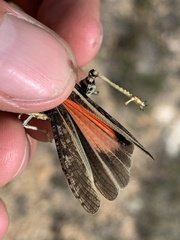 Cratypedes lateritius