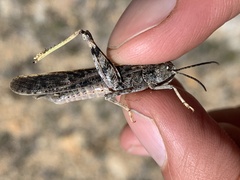 Cratypedes lateritius