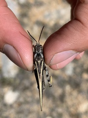 Cratypedes lateritius