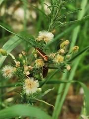 Pseudomops interceptus