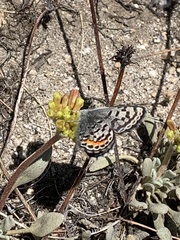 Euphilotes battoides