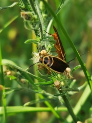 Pseudomops interceptus