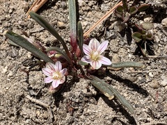 Lewisia pygmaea