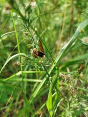 Pseudomops interceptus