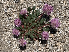 Calyptridium monospermum