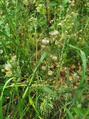 Pseudomops interceptus