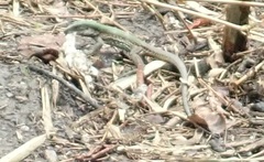 Ameiva atrigularis