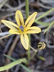 Triteleia dudleyi