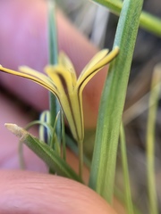 Triteleia dudleyi
