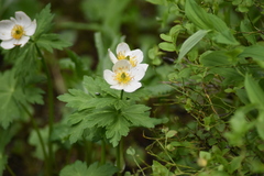 Trollius