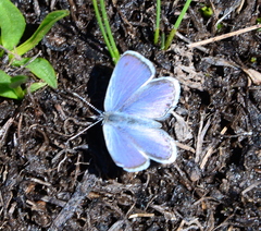 Cupido amyntula