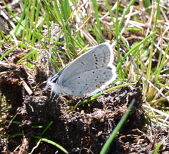 Cupido amyntula