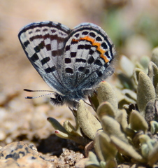 Euphilotes battoides