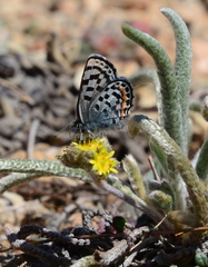 Euphilotes battoides