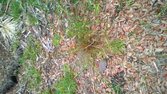 Juncus dichotomus
