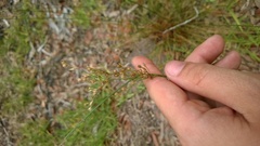 Juncus dichotomus