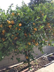 Citrus × limon