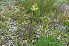 Pedicularis parryi