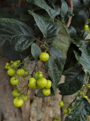 Image of Ehretia latifolia