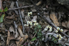 Draba lonchocarpa