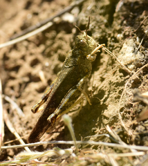 Cratypedes lateritius