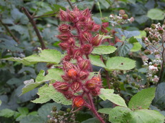 Rubus phoenicolasius