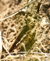 Cratypedes lateritius