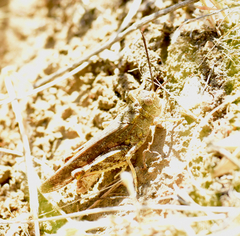 Cratypedes lateritius