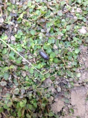 Armadillidium vulgare