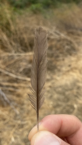 Plume de Colin de Californie