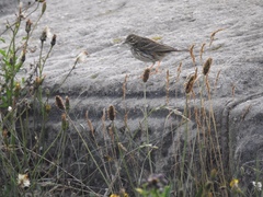Anthus pratensis