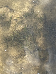 Sagittaria secundifolia