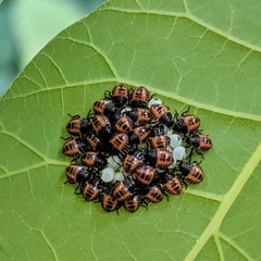 Halyomorpha halys