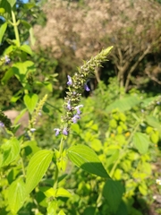 Salvia xalapensis
