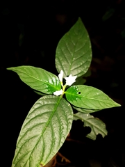 Spigelia humboldtiana
