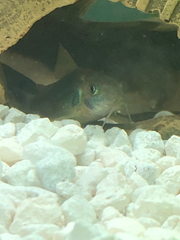 Corydoradinae
