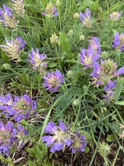 Astragalus laxmannii robustior