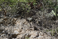 Mammillaria parkinsonii