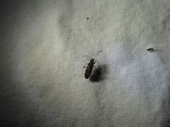 Ligyrocoris diffusus
