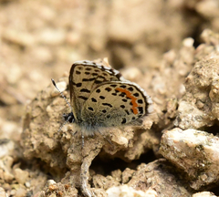 Euphilotes heracleoides