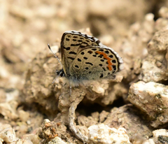 Euphilotes heracleoides