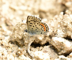 Euphilotes heracleoides