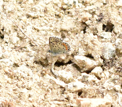 Euphilotes heracleoides