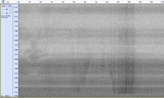 Pipistrellus pipistrellus