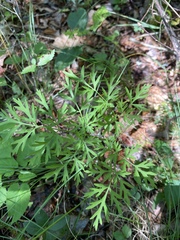 Thaspium pinnatifidum