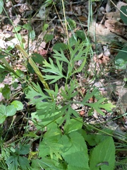 Thaspium pinnatifidum